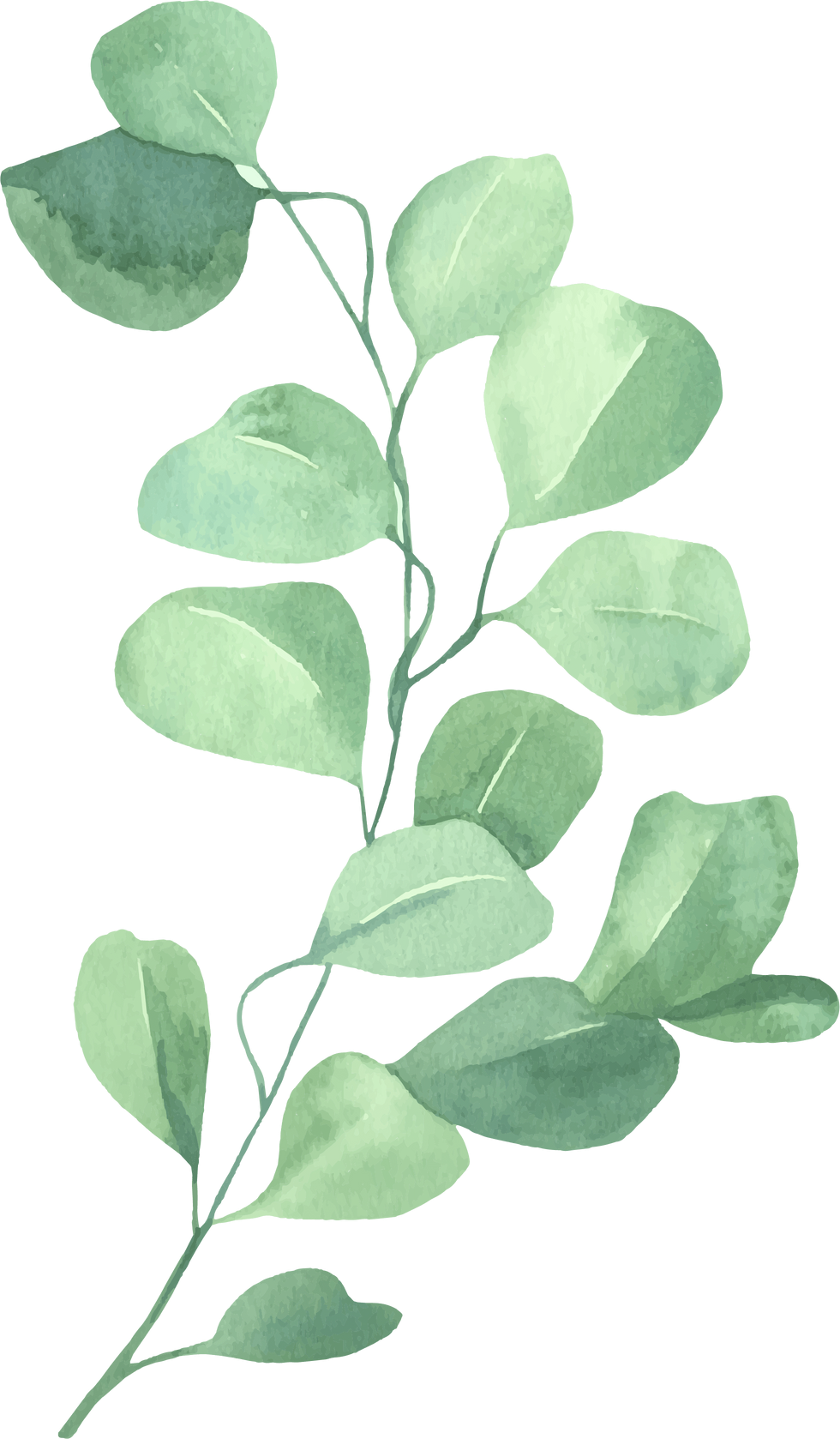 Watercolor Eucalyptus Green leaf eucalyptus (2)